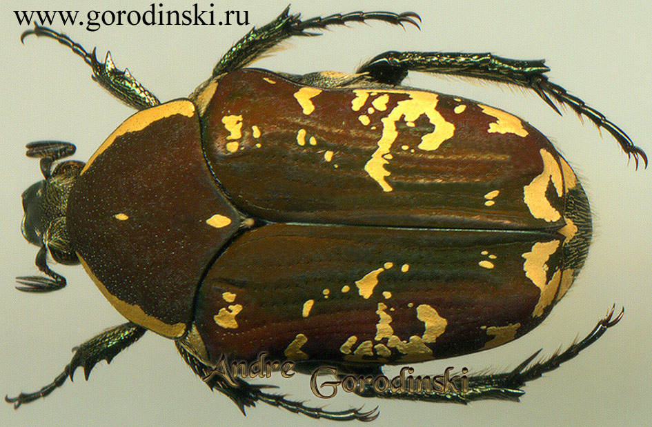 http://www.gorodinski.ru/cetoniidae/Clinteria spilota.jpg